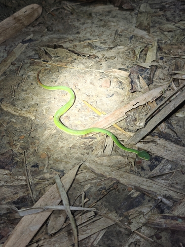 Spot-tailed Pitviper