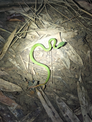Spot-tailed Pitviper