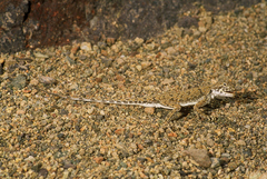 Phrynocephalus guttatus