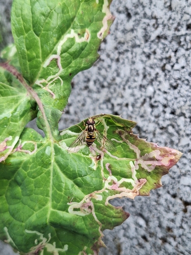 Marmalade Hover Fly