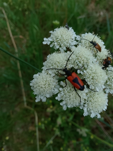 heart longhorn beetle