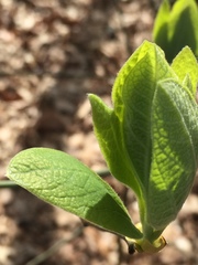Dirca palustris