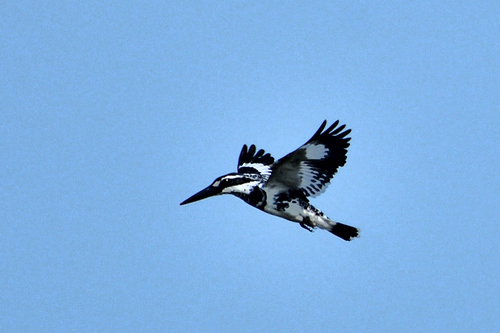 iNaturalist image