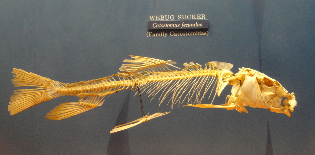 Webug Sucker