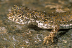 Phrynocephalus guttatus