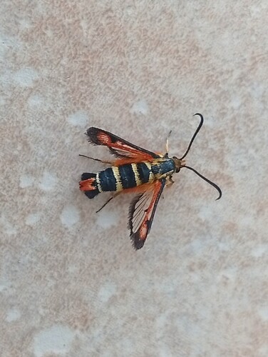 Pyropteron minianiforme
