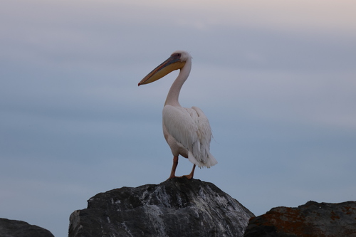 iNaturalist image