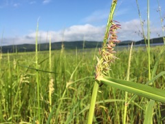 Zizania palustris