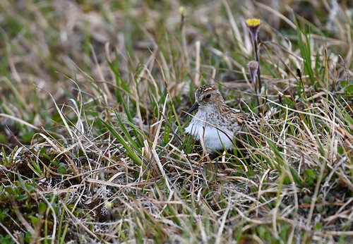iNaturalist image