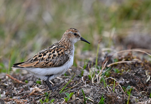 iNaturalist image