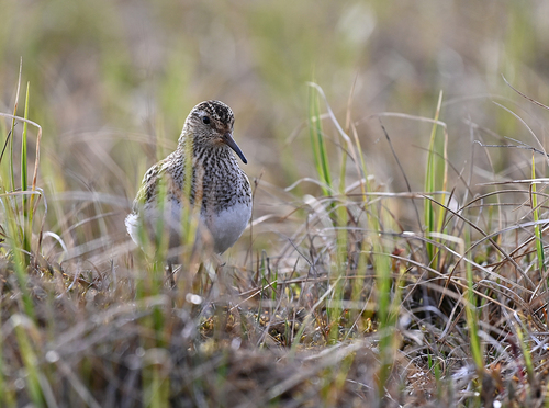 iNaturalist image