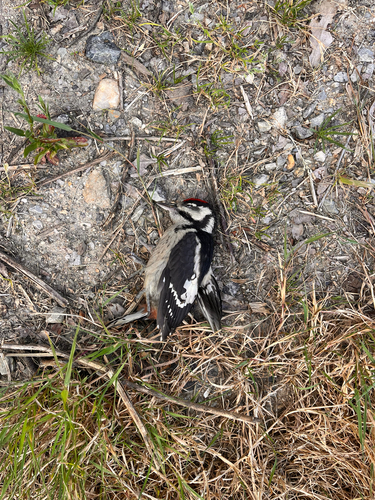 Great Spotted Woodpecker