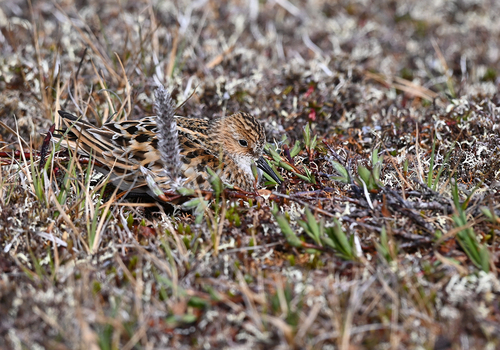 iNaturalist: (c) Данилова Валерия, some rights reserved (CC BY-NC), uploaded by Данилова Валерия iNaturalist image