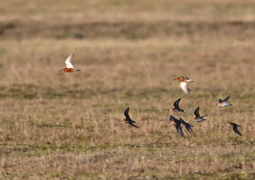 iNaturalist image