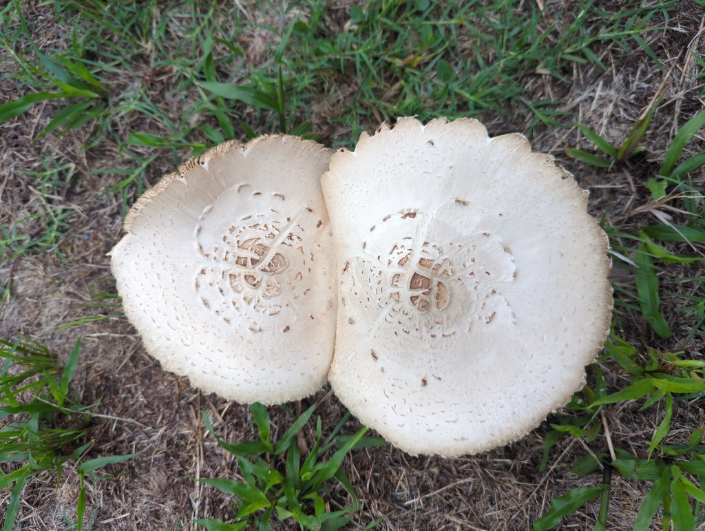 Green-spored Parasol · June 2026 · photo: Photo: (c) danikraemer, some rights reserved (CC BY) · iNaturalist