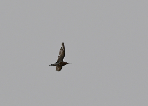 iNaturalist image
