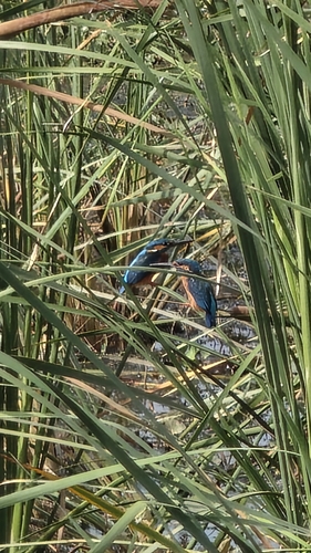 Oriental Common Kingfisher