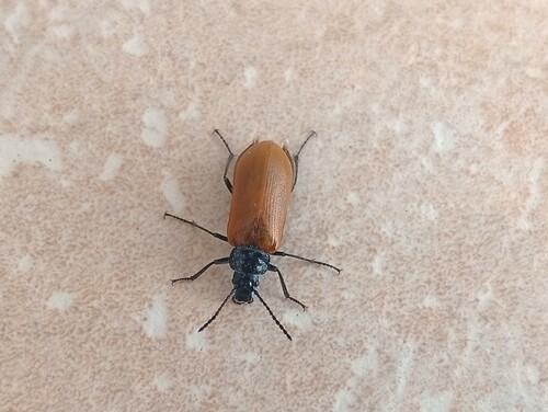 Omophlus