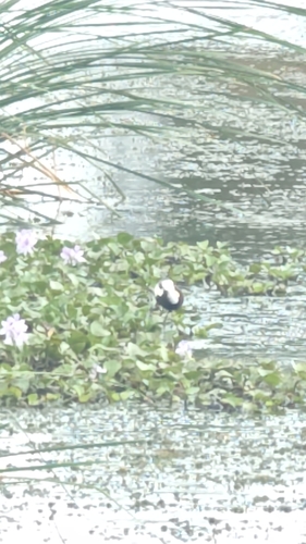 Pheasant-tailed Jacana