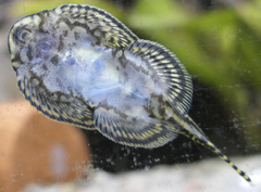 Reticulated Hillstream Loach photo 5