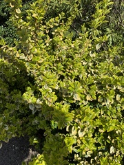Magnoliopsida