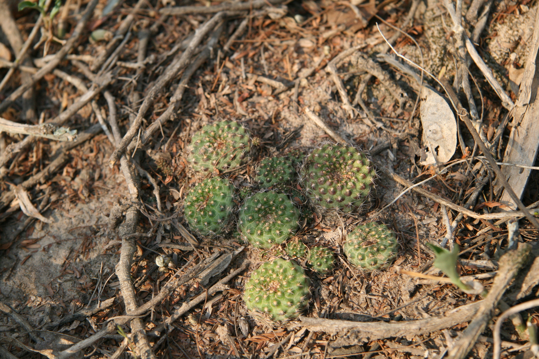 Frailea schilinzkyana