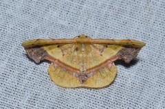 Fascellina plagiata