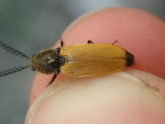 Anostirus castaneus