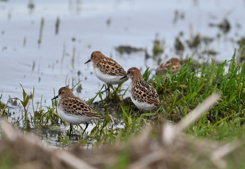 iNaturalist image