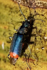 Clanoptilus spinipennis
