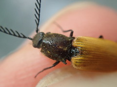 Anostirus castaneus