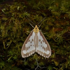 Nyctemera zerenoides