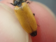 Anostirus castaneus