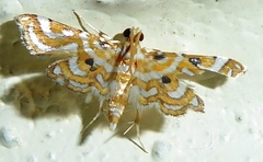 Musotima
