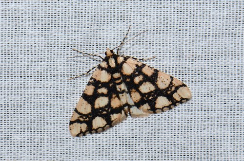 Alcis maculata (Moore, 1868)