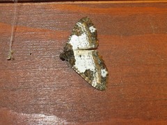 Melanthia procellata