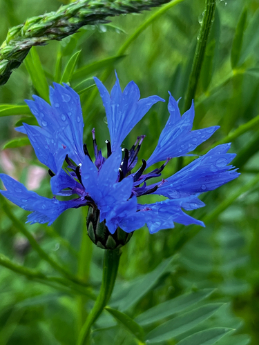 Cornflower