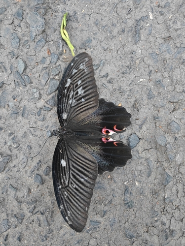 Spangle Swallowtail