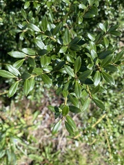 Buxaceae