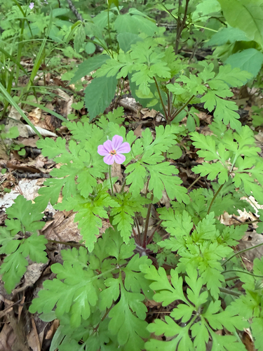 Herb Robert