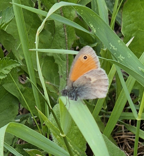 Small Heath