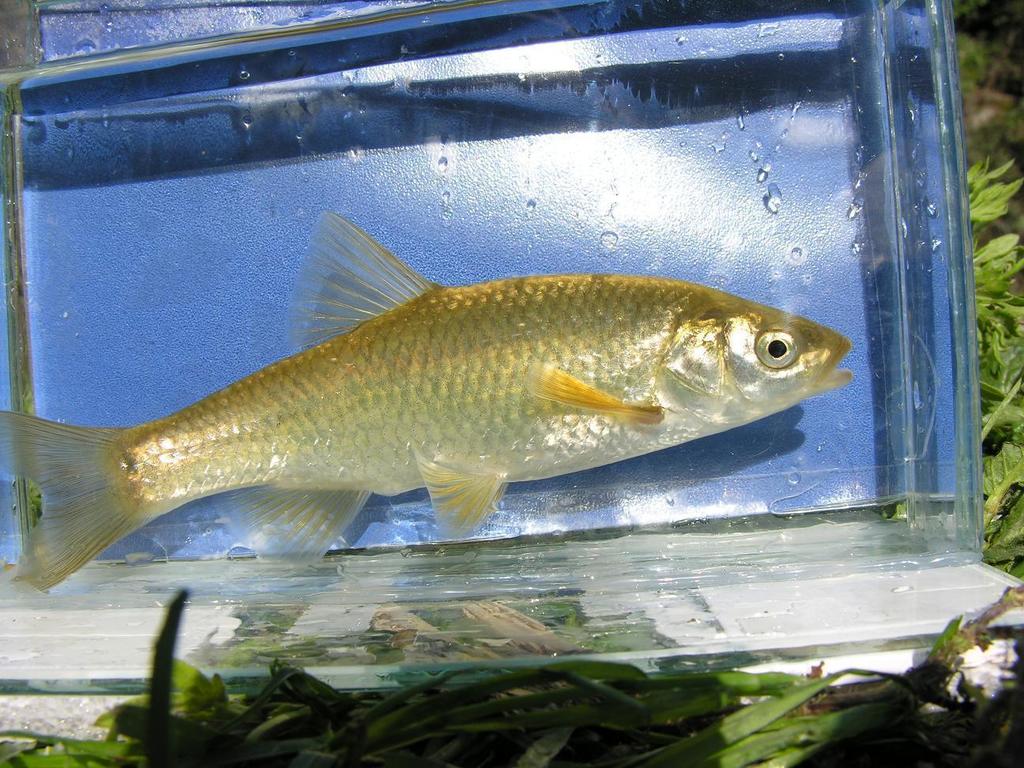 Etruscan Chub