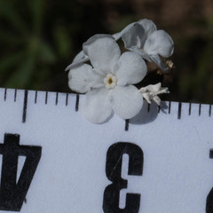 Plagiobothrys canescens