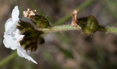 Plagiobothrys canescens