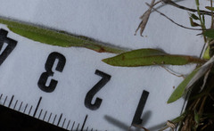 Plagiobothrys canescens