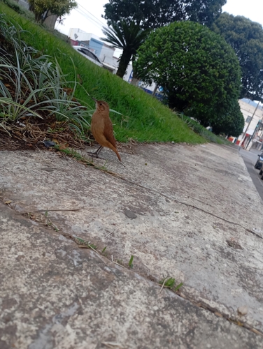 Rufous Hornero