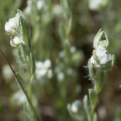 Micropus californicus