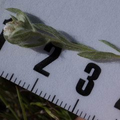 Micropus californicus