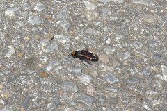 Megascolia maculata flavifrons
