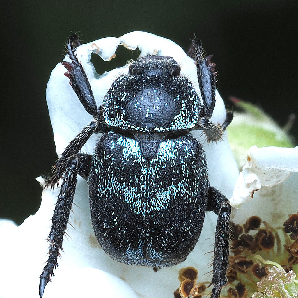 Hoplia hakonensis